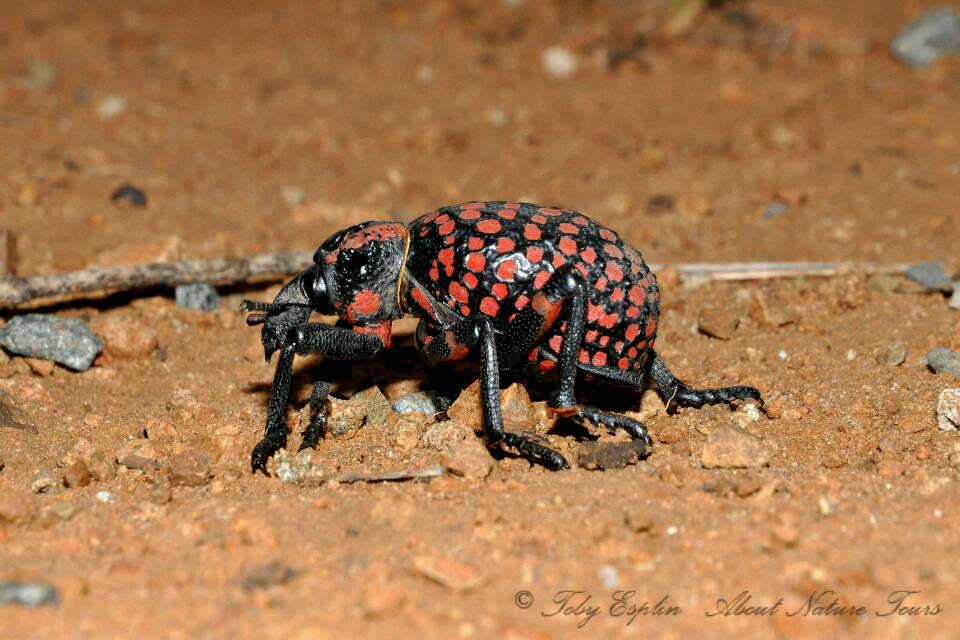 The Red-spotted Lily Weevil (Brachycerus ornatus)