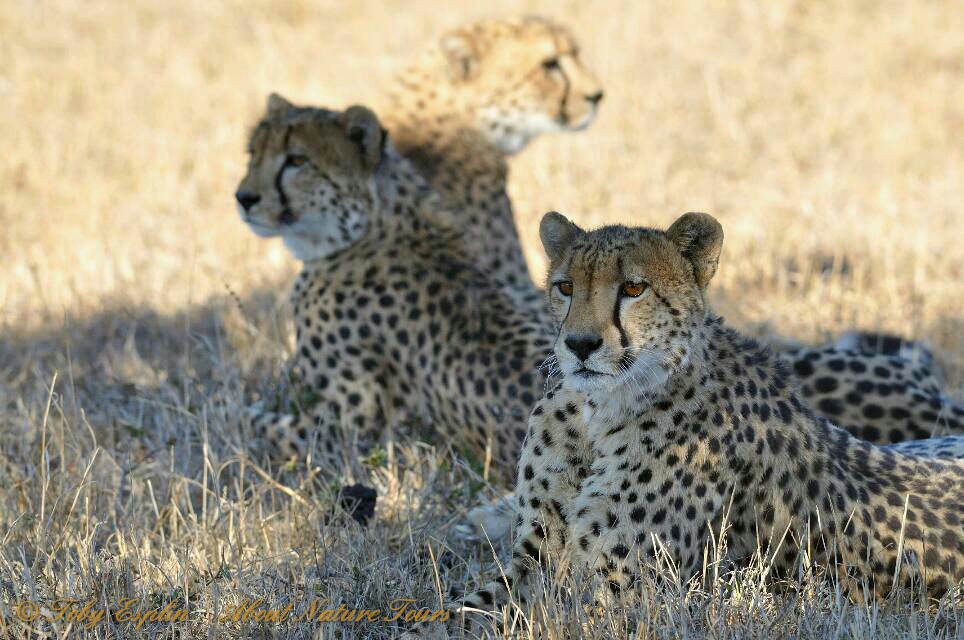 Cheetah (Acinonyx jubatus)