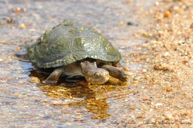 Marsh Terrapin (Pelomedusa subrufa)